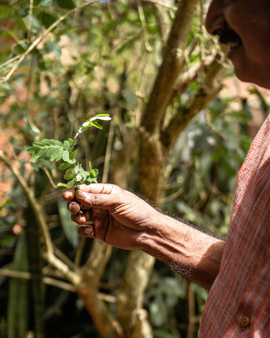 Natural dyes being sourced by artisans