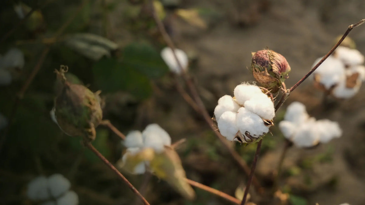 Organic Cotton Fields
