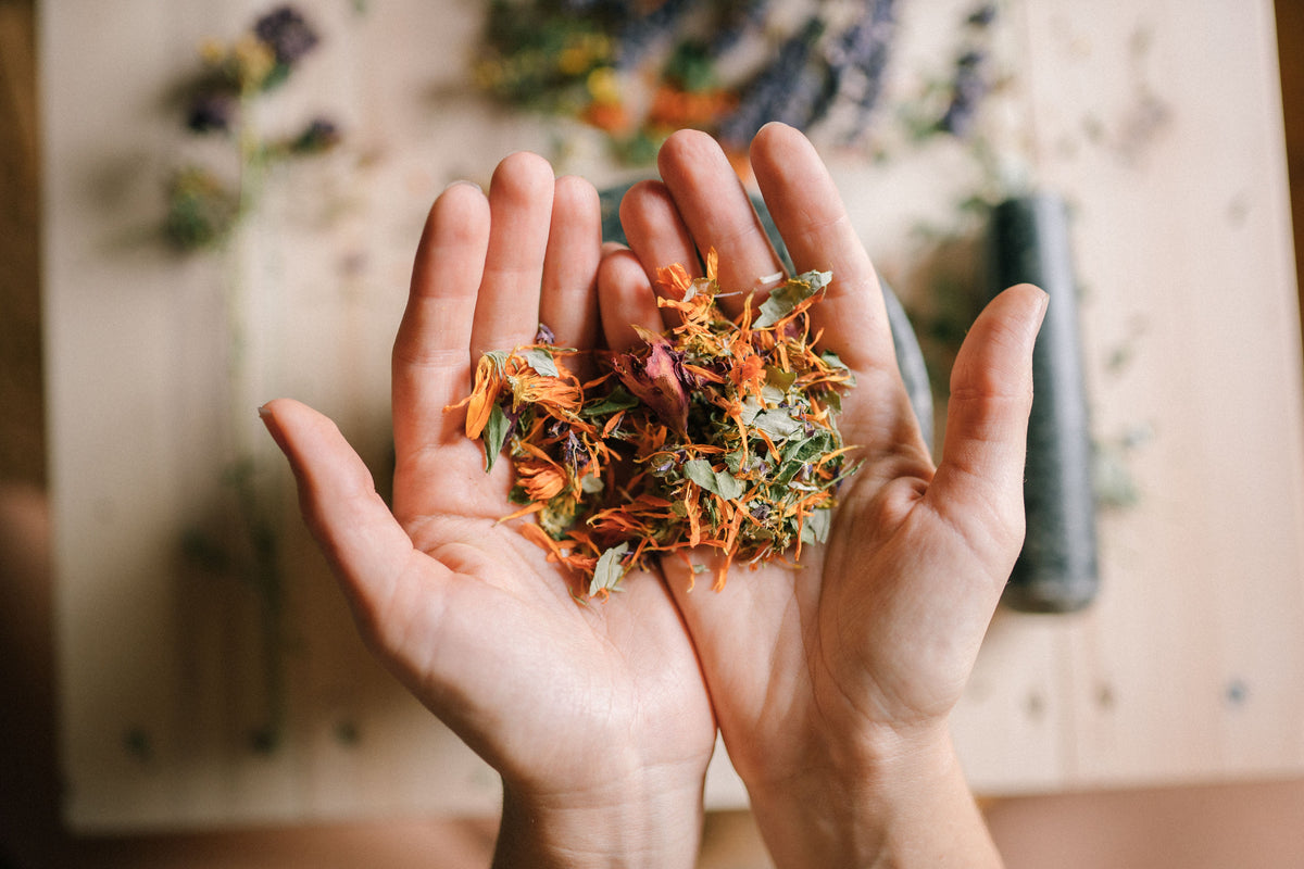 Hands holding natural dye ingredients